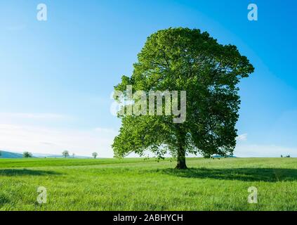 Großblättrige Linde (Tilia platyphyllos), einsamer Baum im Frühling, Thüringen, Deutschland Stockfoto