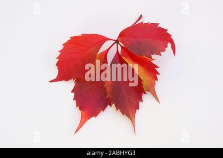 Rote Zweig eines wilden Trauben Anlage auf einem weißen Hintergrund. Blätter von wilden Trauben im Herbst. Stockfoto