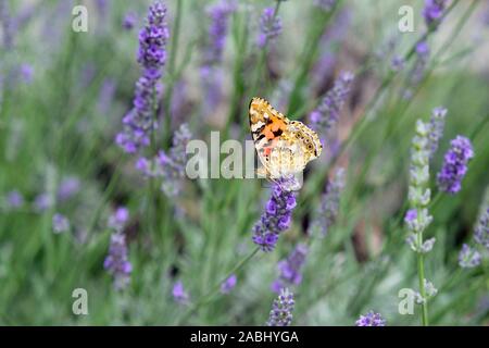 Painted Lady auf Lavendel Blume, Nahaufnahme. Lavendelblüten auf einem Hintergrund von Pflanzen im Park. Schmetterling Nahaufnahme. Stockfoto