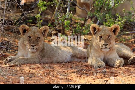 Löwen (Panthera leo), zwei junge Tiere im Schatten ausruhen, Tswalu Kalahari Game Reserve, North Cape, Südafrika Stockfoto