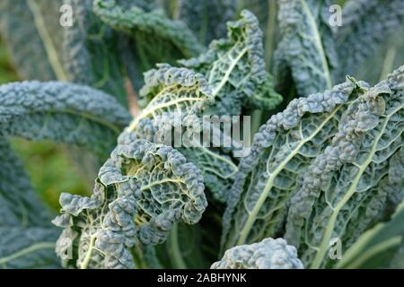 Home gewachsen organisch Kale "Nero di Toscana" (Brassica oleracea Acephala'') Schöne Zierpflanzen Kraut im Garten Stockfoto