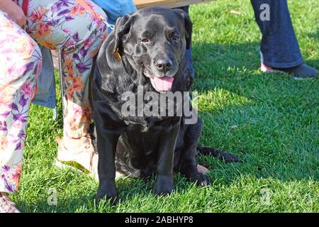 Ein schwarzer Labrador Retriever liegt zu Füßen der Herrin. Ein großer schwarzer Hund sitzt seine Zunge heraus, auf grünem Rasen. Stockfoto