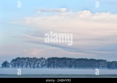 Niederrhein wiese Landschaft mit Bäumen und bodennebel vor Sonnenaufgang, Bislicher Insel, Nordrhein-Westfalen, Deutschland Stockfoto