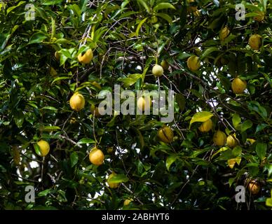 Muskatnuss wächst auf einem Baum in Nianganfoix, Grenada Stockfoto