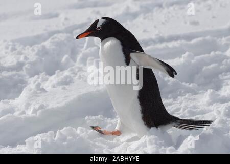 Gentoo Pinguin (Pygoscelis papua) läuft in den Schnee, Danco Island, Antarktische Halbinsel, Antarktis Stockfoto