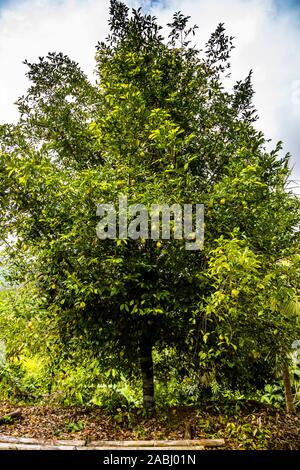 Muskatnuss wächst auf einem Baum in Nianganfoix, Grenada Stockfoto