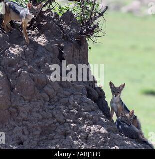 Black-backed Jackal (Canis mesomelas) Welpen spielen außerhalb ihrer Höhle in einem termitenhügel Damm. Serengeti National Park, Tansania. Stockfoto