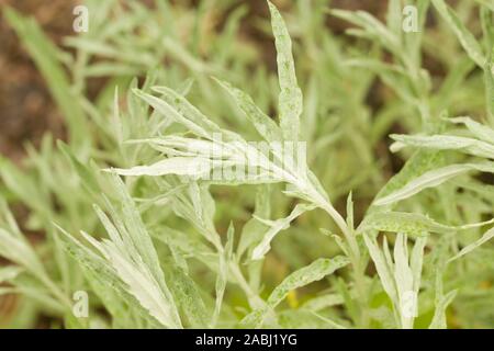 Nahaufnahme auf die jungen Pflanzen von Artemisia ludoviciana. Auch als Silber Wermut, Western Beifuß, Louisiana Wermut, weiß Sagebrush, und Grau Stockfoto