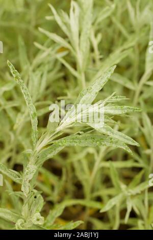 Nahaufnahme auf die jungen Pflanzen von Artemisia ludoviciana. Auch als Silber Wermut, Western Beifuß, Louisiana Wermut, weiß Sagebrush, und Grau Stockfoto