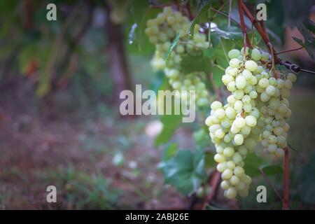 Trauben am Weinstock insunshine. Winzer Trauben am Weinstock. grüne Wein. Ernte Konzept. Zutaten für die Produktion von Wein. Home winemaking. Agri Stockfoto