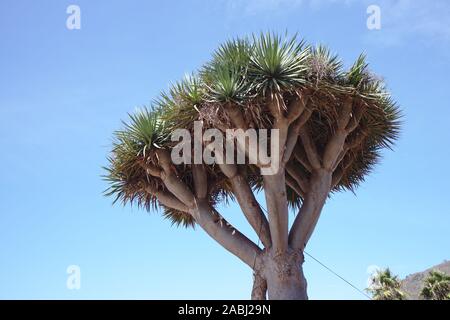 Blick vom Boden eines großen Muster von Drago auf der Insel Teneriffa, Spanien Stockfoto