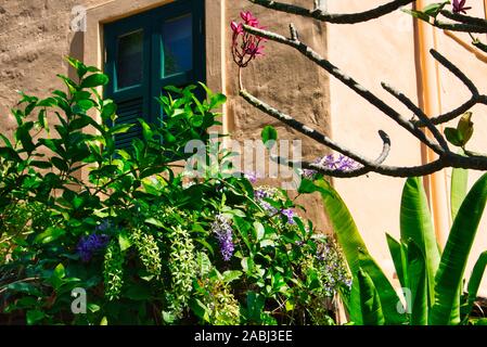 Dieses einzigartige Foto zeigt wunderschöne exotische Blumen, die an einer alten Hauswand wachsen! Stockfoto
