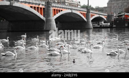 weisser Schwan Stockfoto