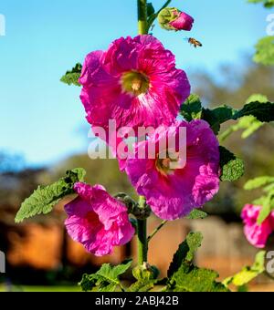 Eine Biene summt um eine heiße rosa Malve Blume. Stockfoto