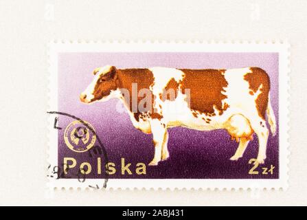 SEATTLE, Washington - November 21, 2019: 1964 Briefmarke aus Polen mit roten und weißen Holstein Milch Armaturenwand. Scott #2100. Stockfoto