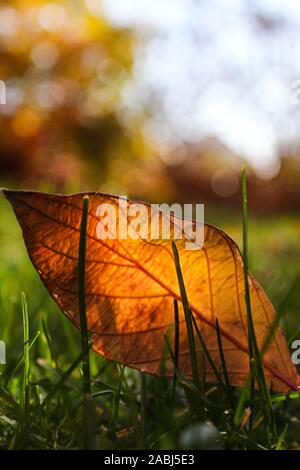 Einzelnes orangefarbenes Blatt, das auf Gras liegt Stockfoto