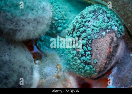 Nahaufnahme von Schimmel auf schwarze Oliven in einer Glasflasche hinterlegt. Stockfoto