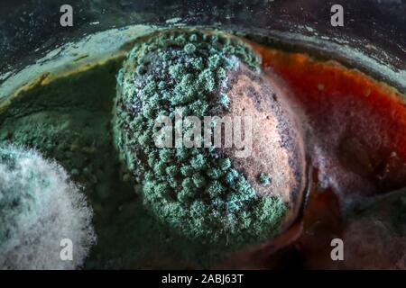 Nahaufnahme von Schimmel auf schwarze Oliven in einer Glasflasche hinterlegt. Stockfoto