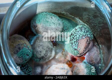 Nahaufnahme von Schimmel auf schwarze Oliven in einer Glasflasche hinterlegt. Stockfoto