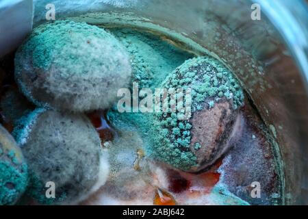 Nahaufnahme von Schimmel auf schwarze Oliven in einer Glasflasche hinterlegt. Stockfoto