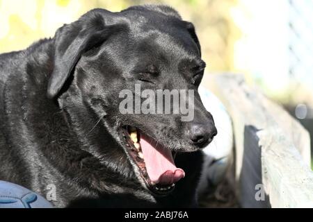 Gähnender Hund Stockfoto