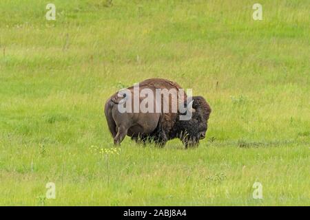 Bison in die Gräser im Frühjahr im Custer State Park in den Black Hills in South Dakota Stockfoto