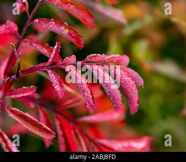 Schöne, helle rote Blätter in Regentropfen mit einem unscharfen Hintergrund abgedeckt. Stockfoto