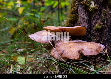 Pilze wachsen aus der Basis einer rauhen, bemoosten Baumstamm. Stockfoto