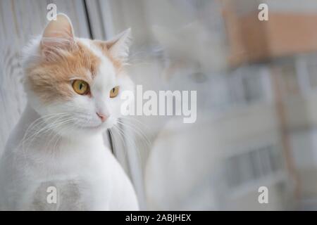 Eine nachdenkliche verträumte Katze sitzt auf einer Fensterbank und blickt aus dem Fenster auf die Stadt. Speicherplatz kopieren Stockfoto