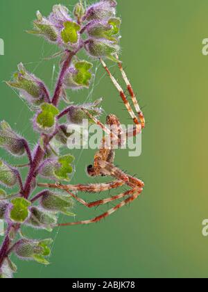 Seitenansicht eines reifen Mannes Kreuz orbweaver Spinne, Araneus diadematus, ruht auf einer Blume. Dieses europäischen Arten wurde in der gesamten Region eingeführt. Stockfoto