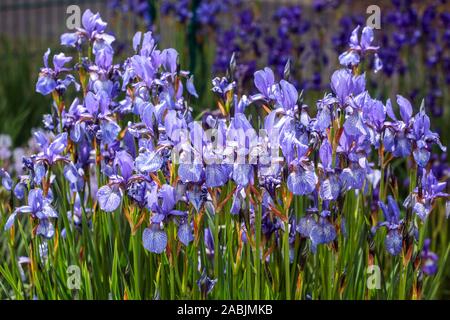 Blue Iris pumila voller Blüte im Mai Stockfoto