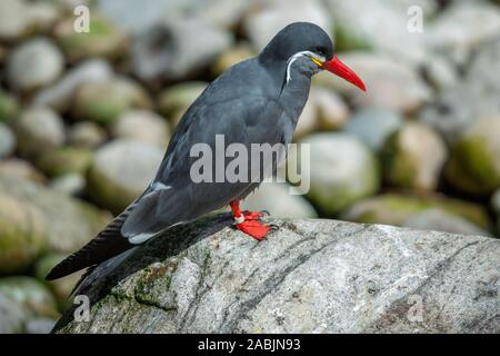 Inca Tern (Larosterna Inca) ruht auf einem Felsen Stockfoto