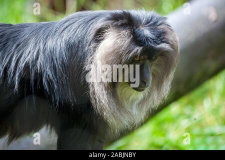 Nahaufnahme eines Löwen-tailed Makaken (Macaca silen) Stockfoto