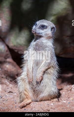 Schlank-tailed Meerkat (Suricatta suricatta) sitzen in der Sonne Stockfoto