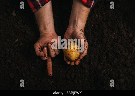 Teilweise mit Blick auf die schmutzigen Bauer Holding reif Kartoffel im Boden und zeigt Mittelfinger Stockfoto