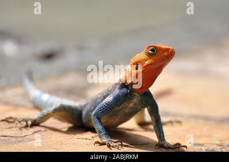 Männliche Rothaarige Agama (Agama agama) in Arusha Nationalpark, Kenia Stockfoto