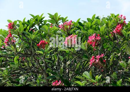 Rose - rosa Frangipani Nahaufnahme, Blumen Plumeria rubra, Zweig mit rosa Blüten im Sonnenschein und blauer Himmel, westindischen Jasmin, Spa consept Stockfoto