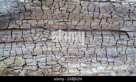 Textur des alten Baumstamm Treibholz, gewaschen, die das Meer an der Küste gebleicht von Sonne und Wasser. Holz Abstrakt Hintergrund Textur mit Rissen und Stockfoto