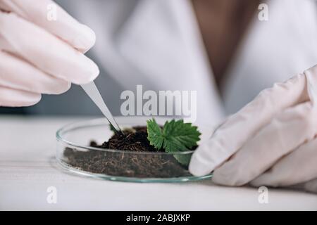 7/8-Ansicht der Biochemiker holding Pipette in der Nähe der grünen Pflanze im Boden Stockfoto