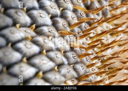 Close-up von Sonnenblumenkernen Muster mit kleinen gelben braune Blätter Stockfoto