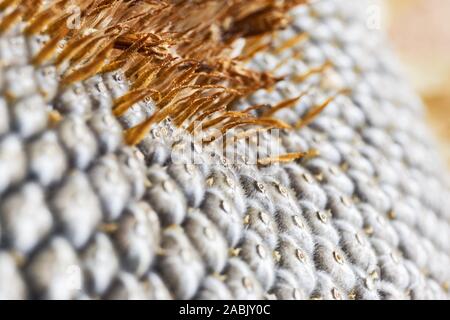 Close-up von Sonnenblumenkernen Muster mit kleinen gelben braune Blätter Stockfoto