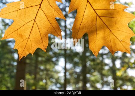 Zwei gelbe Blätter im Herbst vor einer unscharfen grünen Wald Stockfoto