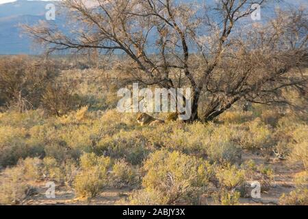 Löwin liegend entspannt unter einem Baum in Inverdoorn game reserve Karoo, Südafrika Stockfoto