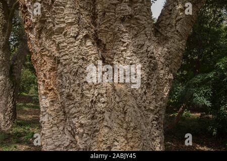 Immergrüne Korkeiche (Quercus suber) in einem Park Stockfoto