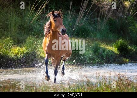 Rahvan Pferd. Juvenile bay Mare im flachen Wasser Trab. Türkei Stockfoto