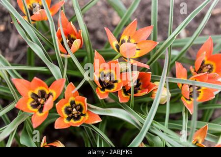 Orange Tulpe Tulipa 'Little Princess' Stockfoto