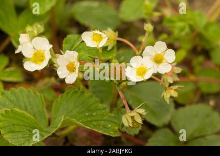 Die Virginia Erdbeere, Wilde Erdbeere, oder gemeinsame Erdbeere (Fragaria virginiana) ist eine der beiden Arten von wilden Erdbeeren, hybridisiert, waren Stockfoto