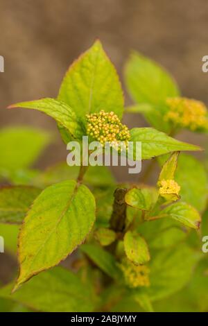 Nahaufnahme auf der jungen Pflanze der japanischen Hydrangea Serrata Oamacha. Eine außergewöhnliche Pflanze als Tee, Zucker ersetzen und in Ritualen in Japan verwendet wird. - Frühe Stockfoto