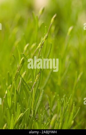 Bis nahe an der jungen Pflanze der Sideritis, auch als ironwort, Mountain Kaffee und Shepherd's Tee genannt, ist eine Pflanzenart aus der Gattung der blühenden Pflanzen für Ihre Bekannten Stockfoto