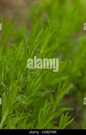 Bis nahe an der jungen Pflanze der Sideritis, auch als ironwort, Mountain Kaffee und Shepherd's Tee genannt, ist eine Pflanzenart aus der Gattung der blühenden Pflanzen für Ihre Bekannten Stockfoto